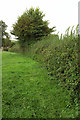 Hedge near Chew Magna