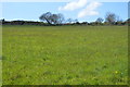 Field by South West Coast Path