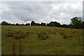 R8127 : Field north of Moor Abbey by N Chadwick