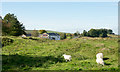 NY7566 : Sheep on  rough grazing north of The Sill by Trevor Littlewood