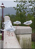 SY9287 : Black Headed Gulls on the parapet of South Bridge Wareham by Rod Allday