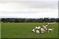 Sheep pasture, Yafforth Moor