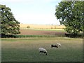 Sheep grazing at Little Danby Hall