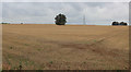 Field beside Stocking Lane