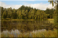 Small Loch in Kindrogan Wood, Perthshire