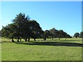 Line of trees across a field