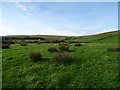 Grazing near Moorlands View School