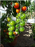 NJ3459 : Tomatoes by Anne Burgess