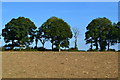 Trees on the horizon near Woodfalls