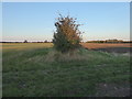 Hedgerow near Walk Farm