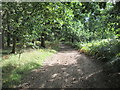 TL9386 : Peddars  Way  through  forestry  near  Bridgham by Martin Dawes