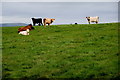 Cows on a hill, Roscavey