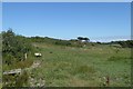 Farmland near Gwynfryn