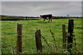 Cattle in a field, Envagh