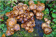 NH4857 : Fungi by Anne Burgess