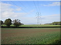 Electricity line and field of oilseed rape