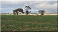 Winter crops at Wallfauld