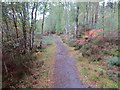 Footpath beside Black Water in Contin Forest