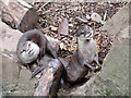 Otters at Tropiquaria