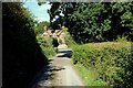 Access Lane from Little Thorn Hall Farm