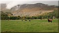 NN7346 : Cattle in a field near Bridge of Lyon by Richard Sutcliffe