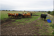 TA0380 : Cattle at Star Carr by Ian S