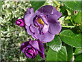 Purple rose, Watermill Theatre, Bagnor