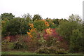 Autumn leaves on Churchill Way, Andover