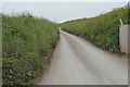 Narrow lane, South Milton Sands