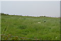 Sheep hiding in long grass