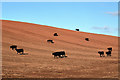 Cattle at Town Farm