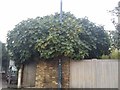 Fig tree on Manor Road, North Sheen