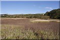 Wetland near Coatston