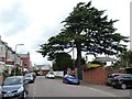 Cedar tree, Church Terrace, Heavitree, Exeter