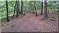 Path through the woodland