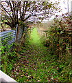 Grassy track north from Lewis Arms Row, Penrhiwfer