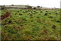 Mounds in a Penrhiwfer field