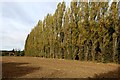 TL5706 : Line of Poplars conceal Willingale Road by Chris Heaton