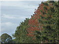 Autumn colours on trees near Oaks