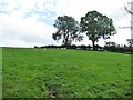 Trees on a field boundary, north of Crosby Ravensworth