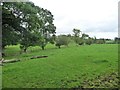 Trees along a tiny tributary of the River Eden