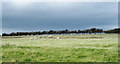 NZ2937 : Sheep in field close to Bowburn by Trevor Littlewood