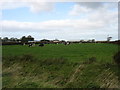 Field with cows at Abbot Farm