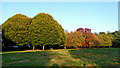 Muchall Park trees in autumn, Wolverhampton