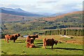 NH4164 : Highland cattle, Strathgarve Forest by Jim Barton