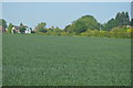 Wheat field