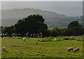 Sheep next to the Leeds and Liverpool Canal