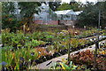 Plants and greenhouses at MacPenny