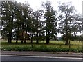 TM3459 : Oak trees on the edge of Glemham Park by Christopher Hilton