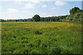 Buttercup field at Boothstown